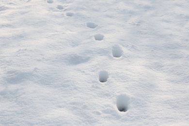 Photo of Footprints on white snow outdoors. Winter season