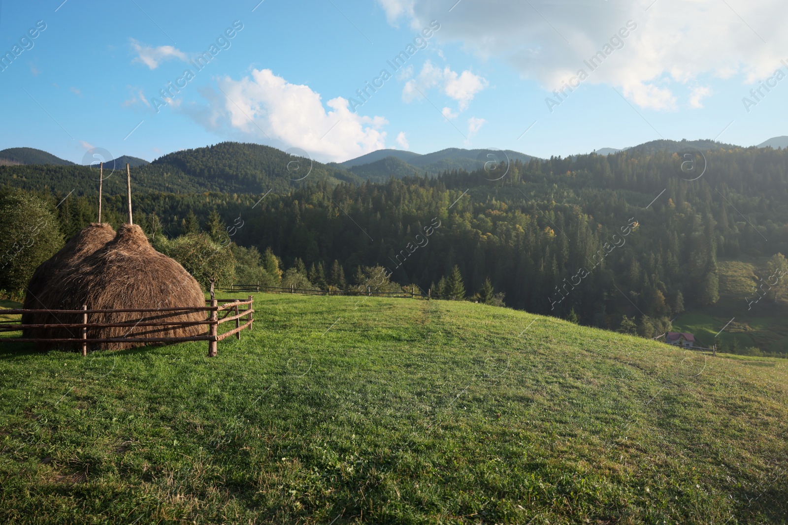 Photo of Beautiful view of hay piles on green meadow in mountains