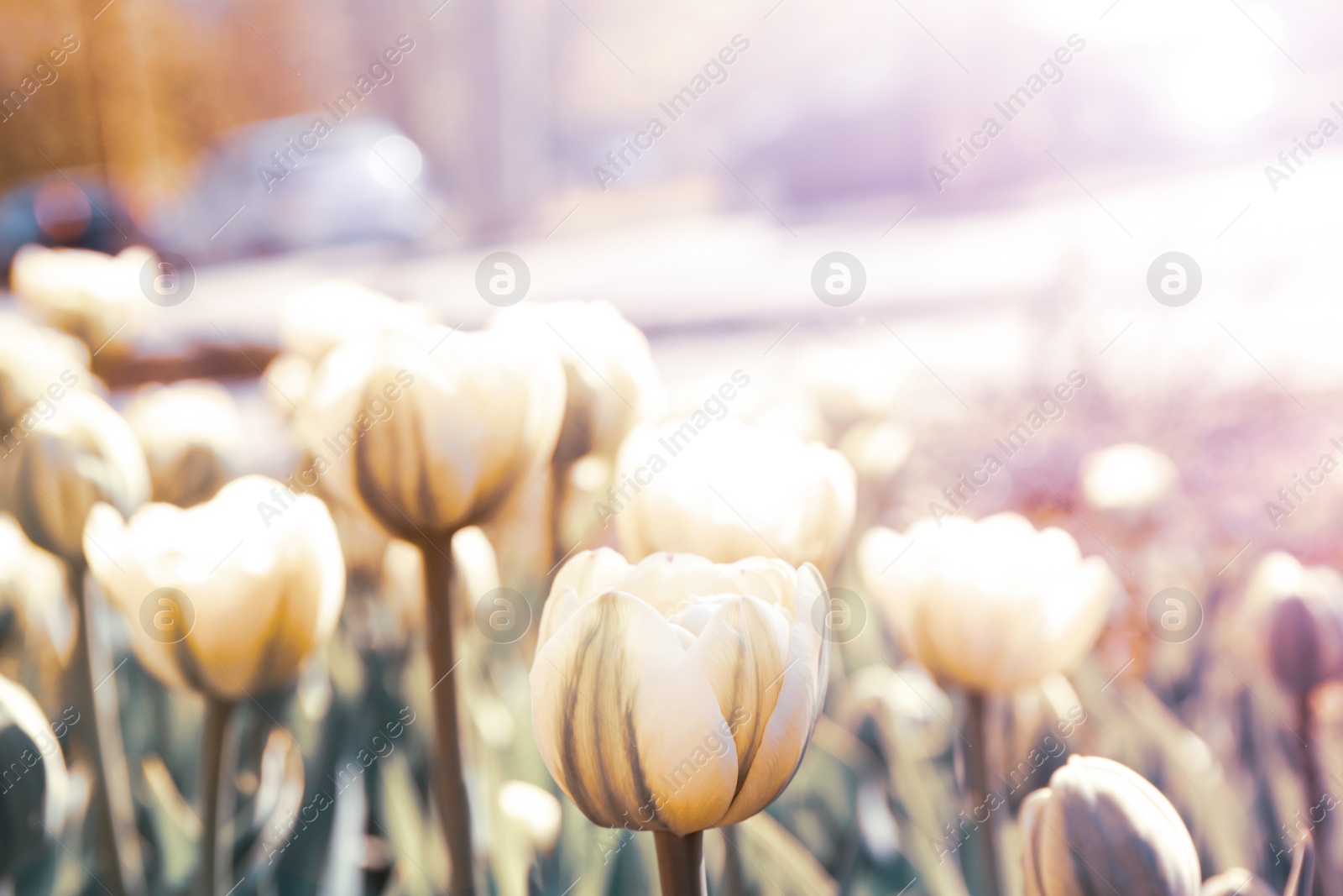 Image of Beautiful blooming tulips outdoors on sunny day