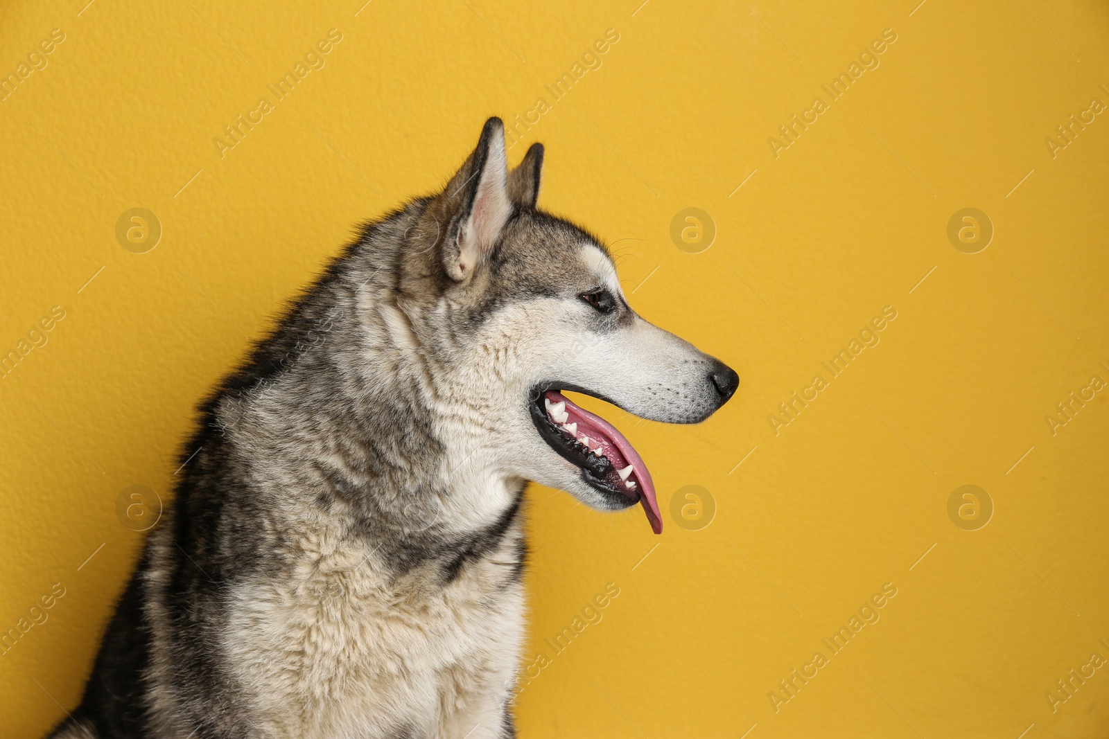 Photo of Cute Alaskan Malamute dog on color background