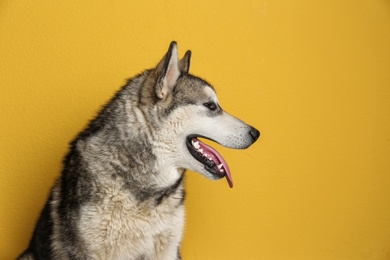 Cute Alaskan Malamute dog on color background