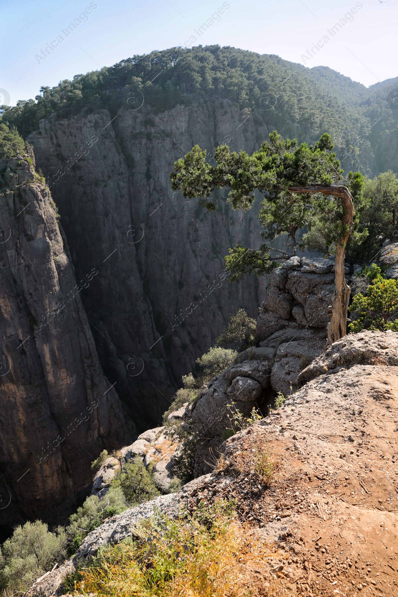 Photo of Beautiful landscape with tree on rocky cliff