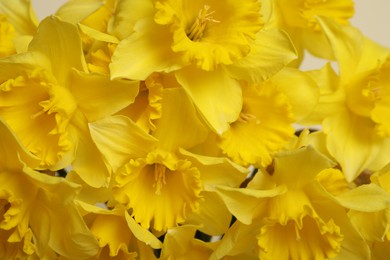 Beautiful daffodils as background, closeup. Fresh spring flowers