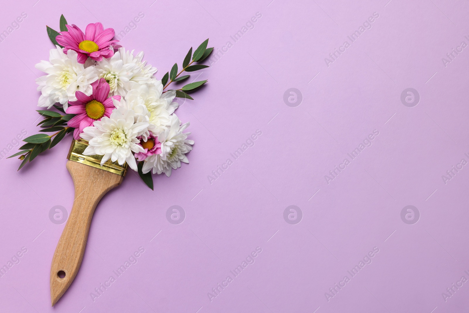 Photo of Brush with colorful flowers of chrysanthemum on violet background, top view. Space for text. Creative concept