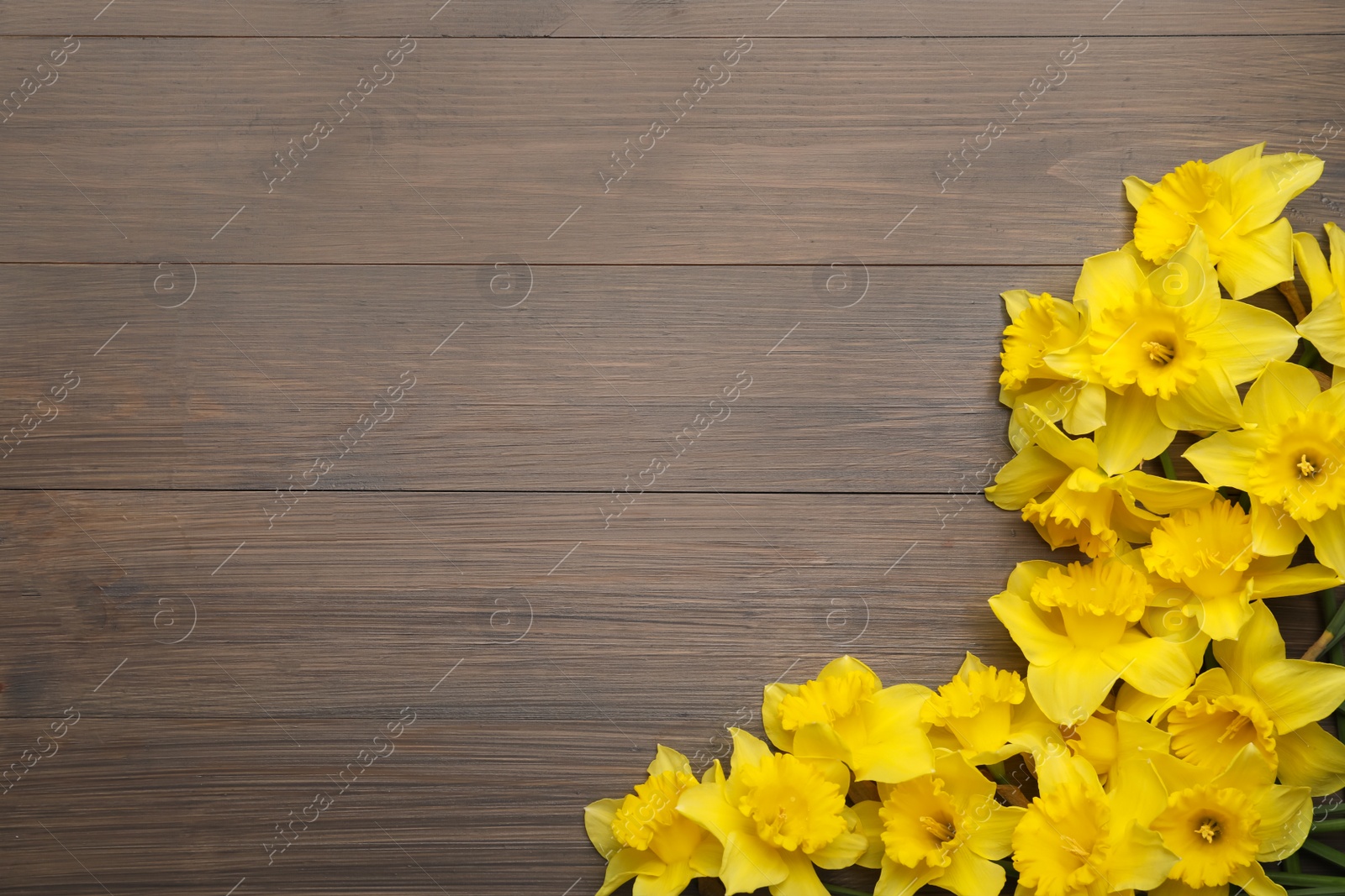 Photo of Beautiful daffodils on wooden table, flat lay. Space for text