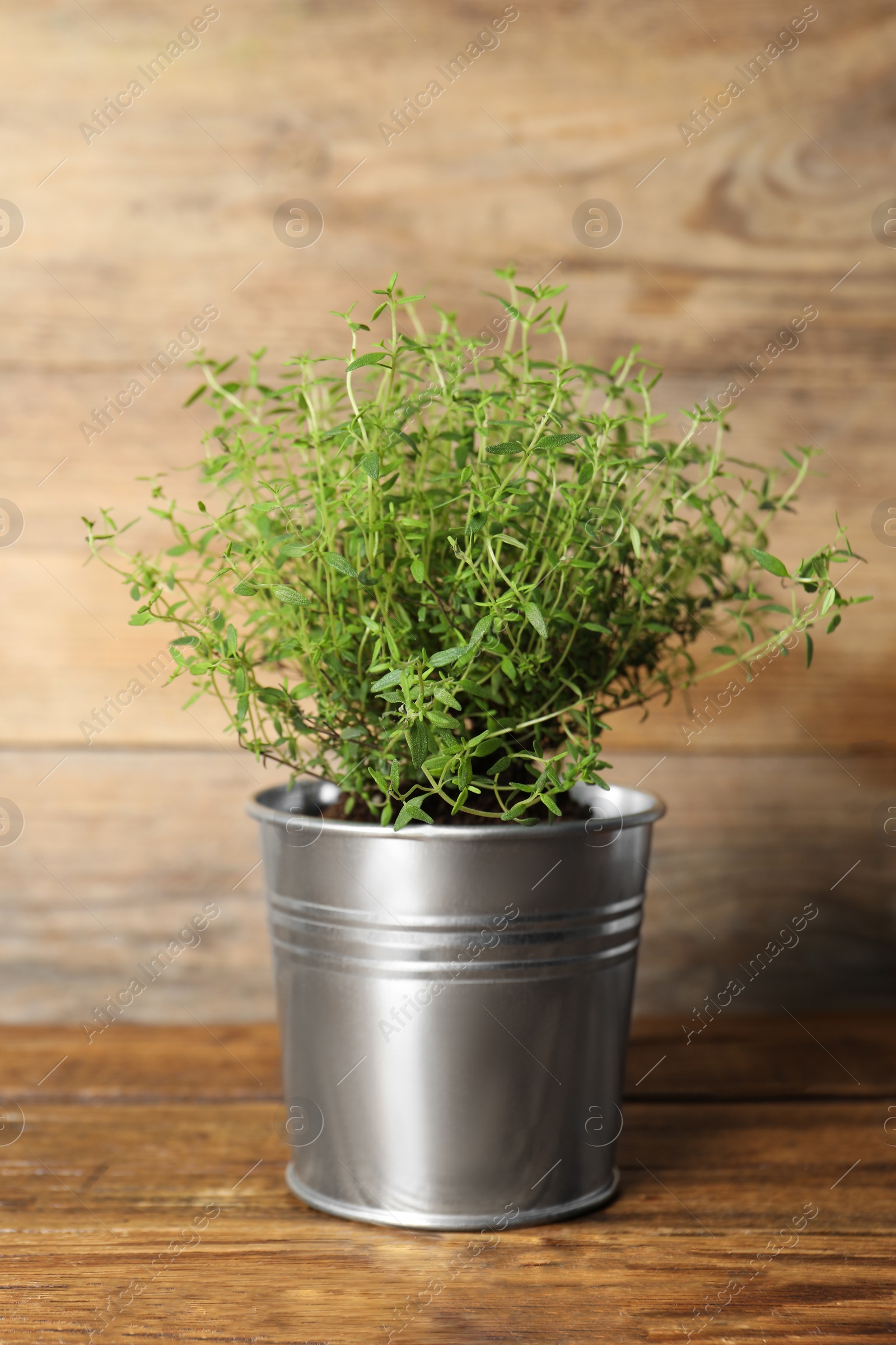 Photo of Aromatic green potted thyme on wooden table