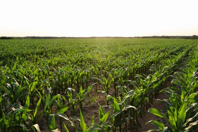 Photo of Beautiful agricultural field with green corn plants on sunny day