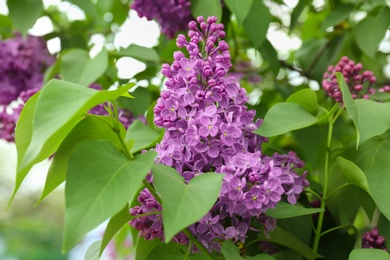 Blossoming lilac outdoors on spring day