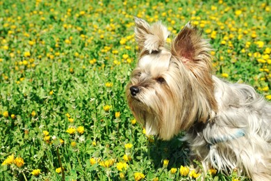 Photo of Cute Yorkshire Terrier puppy among beautiful dandelion flowers on sunny day