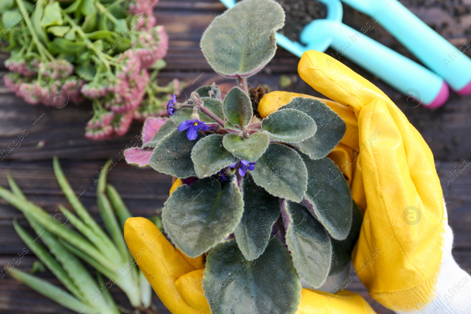 Photo of Woman wearing gardening gloves transplanting flower into pot at wooden table, closeup