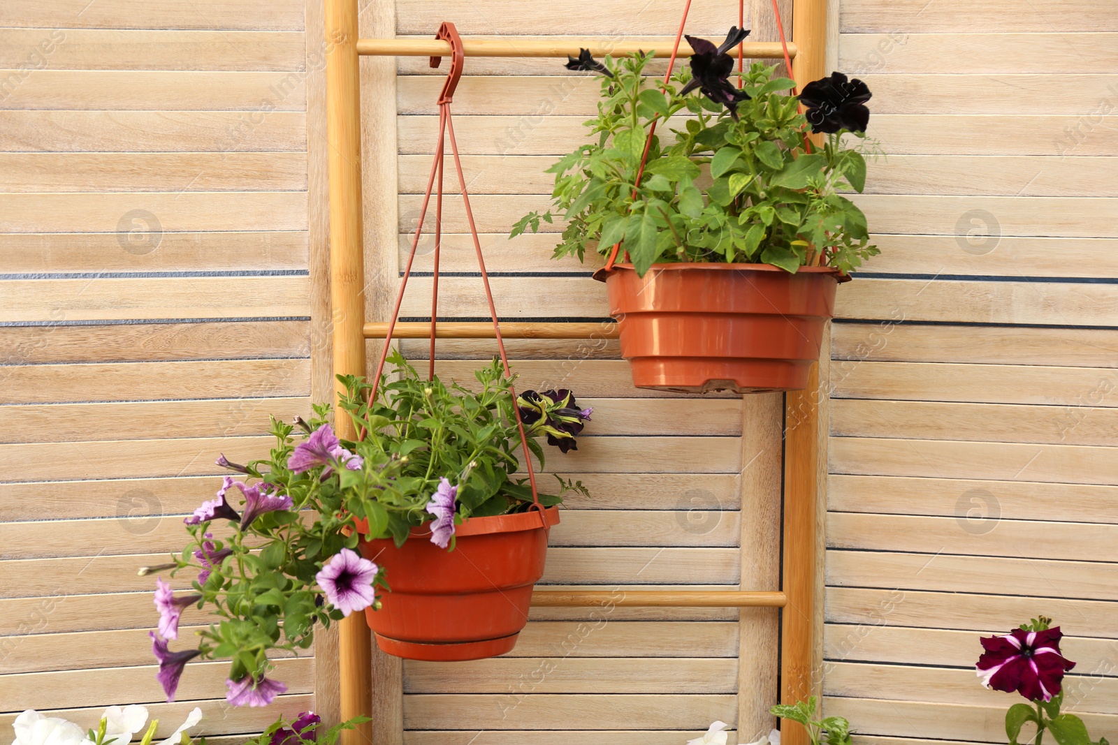 Photo of Beautiful petunia flowers in pots on wooden background