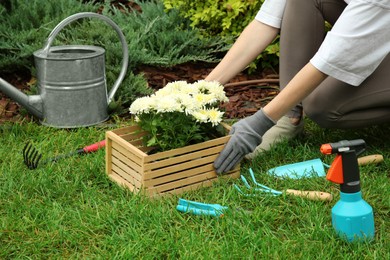 Photo of Transplanting. Woman with chrysanthemum flowers and gardening tools on green grass outdoors, closeup