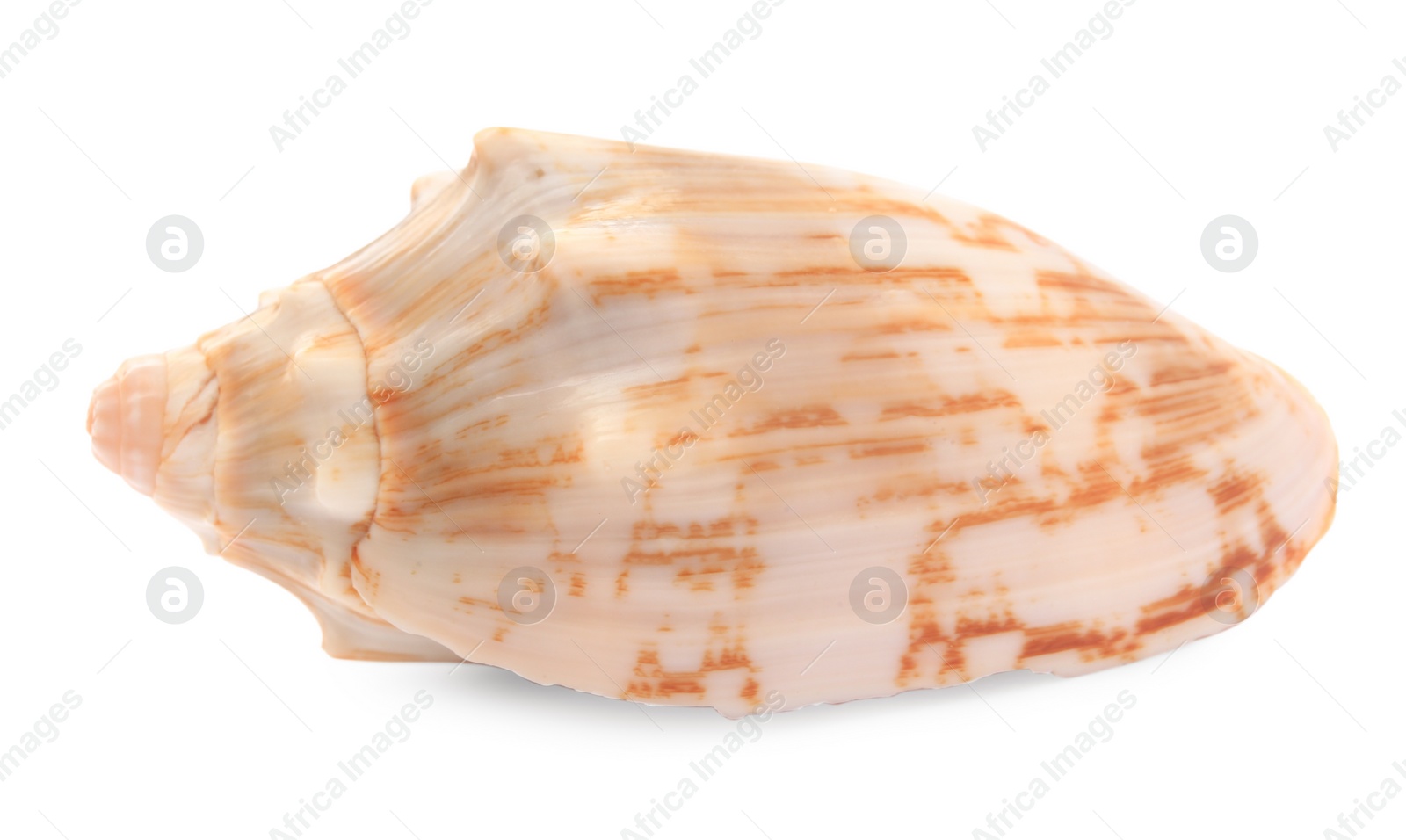 Photo of Beautiful seashell isolated on white. Beach object