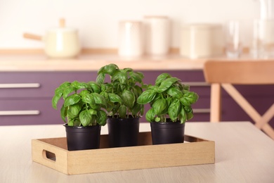 Pots with fresh green basil on kitchen table