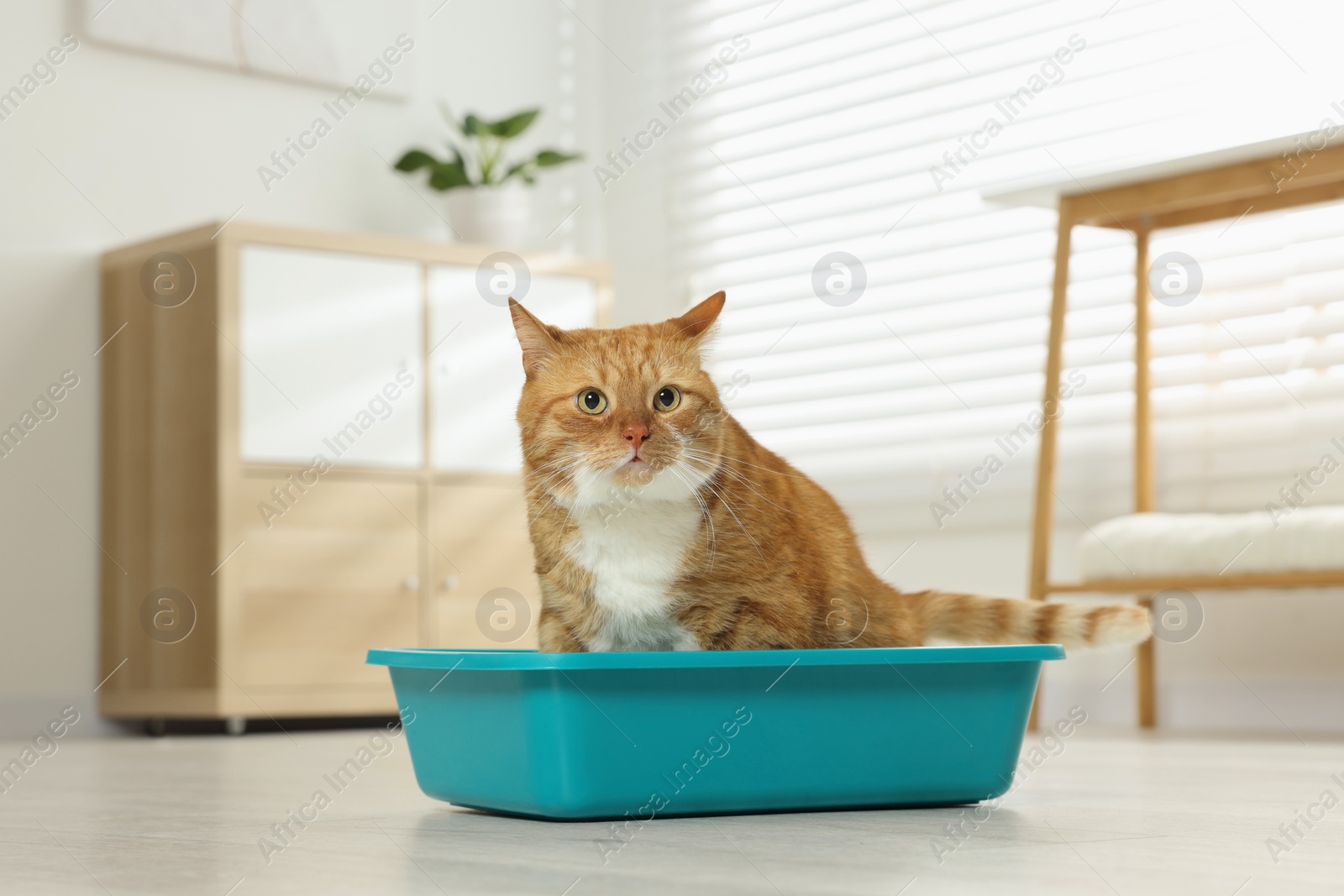 Photo of Cute ginger cat in litter box at home