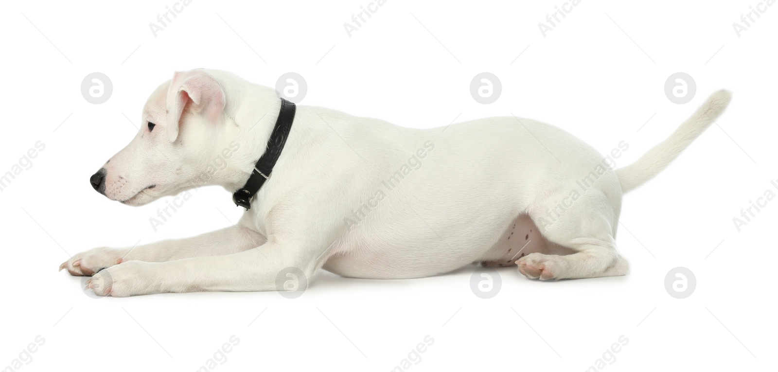 Photo of Cute Jack Russel Terrier on white background. Lovely dog