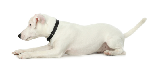 Cute Jack Russel Terrier on white background. Lovely dog