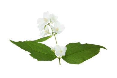 Photo of Branch of jasmine flowers and leaves isolated on white