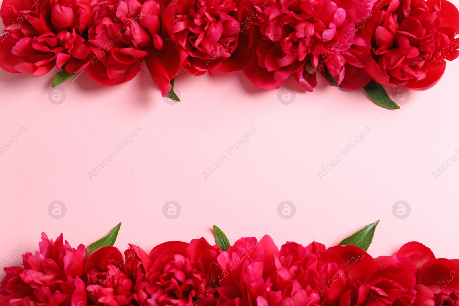 Photo of Flat lay composition with beautiful blooming peonies on color background