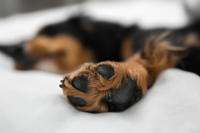 Photo of Cute dog relaxing at home, focus on paw. Friendly pet