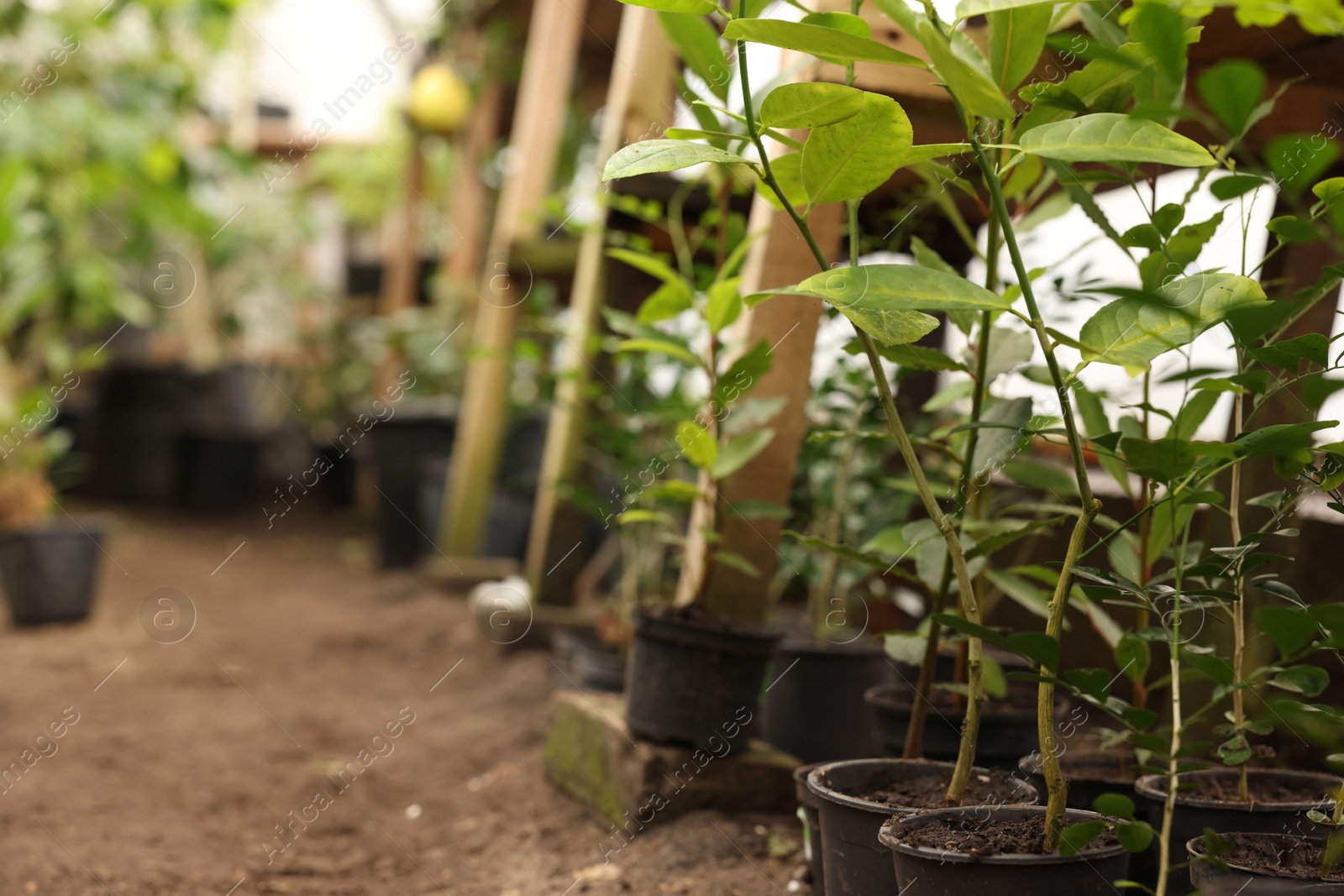 Photo of Many different beautiful potted plants in greenhouse, space for text