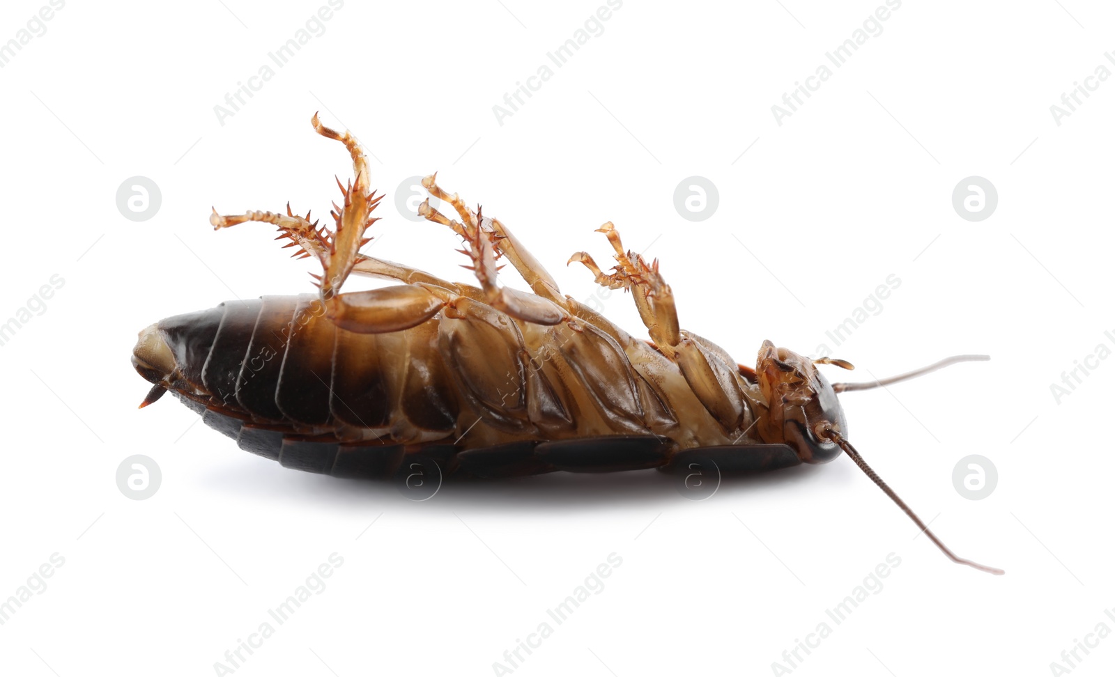 Photo of Dead brown cockroach isolated on white, closeup. Pest control