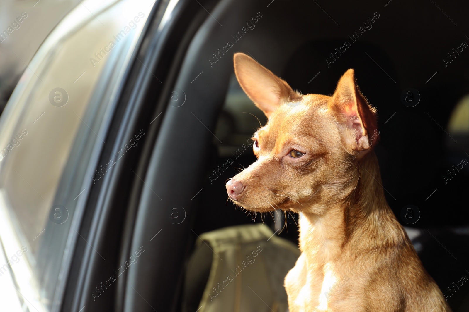 Photo of Cute toy terrier looking out of car window. Domestic dog