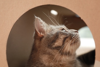 Photo of Cute grey tabby cat in cardboard box, closeup