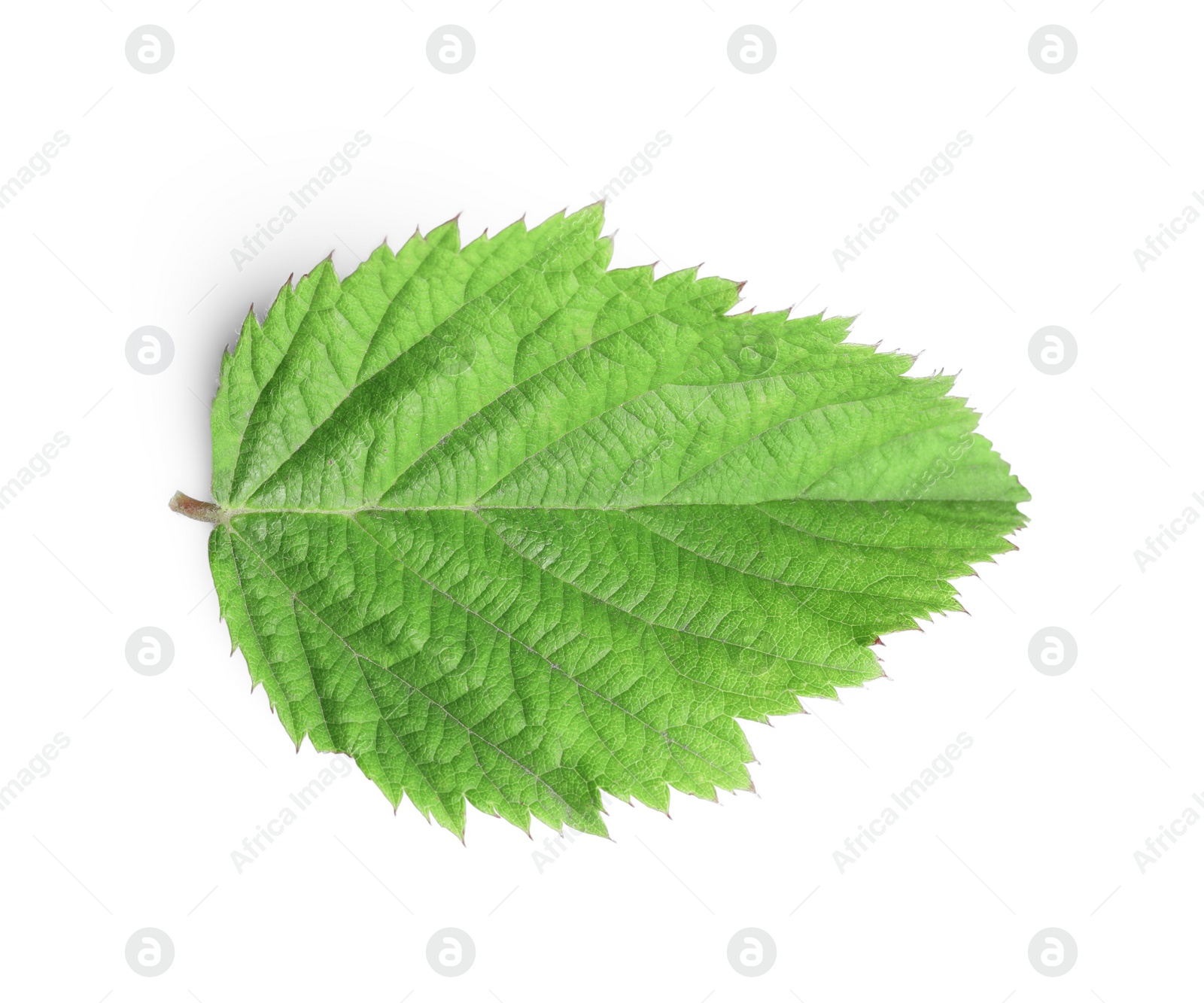 Photo of One fresh blackberry leaf isolated on white, top view