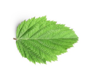 Photo of One fresh blackberry leaf isolated on white, top view