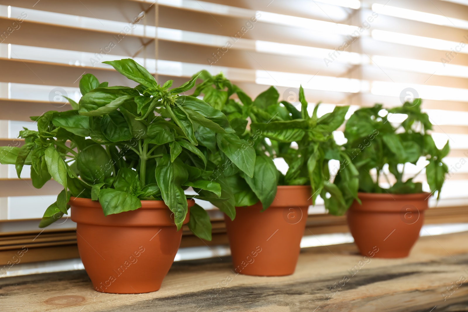 Photo of Fresh green basil in pots on wooden window sill