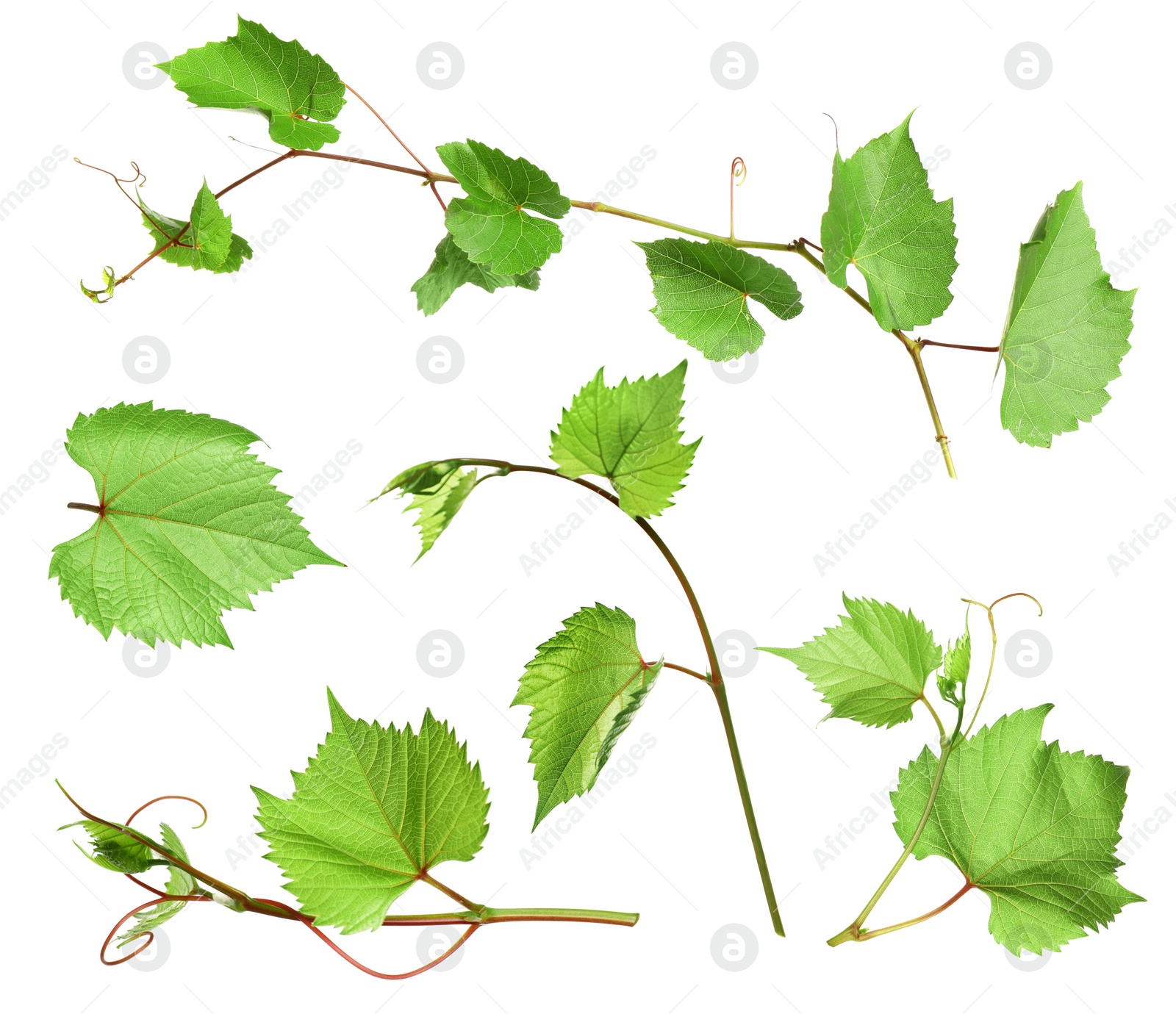 Image of Set of grapevines with green leaves on white background