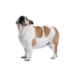 Photo of Adorable funny English bulldog on white background