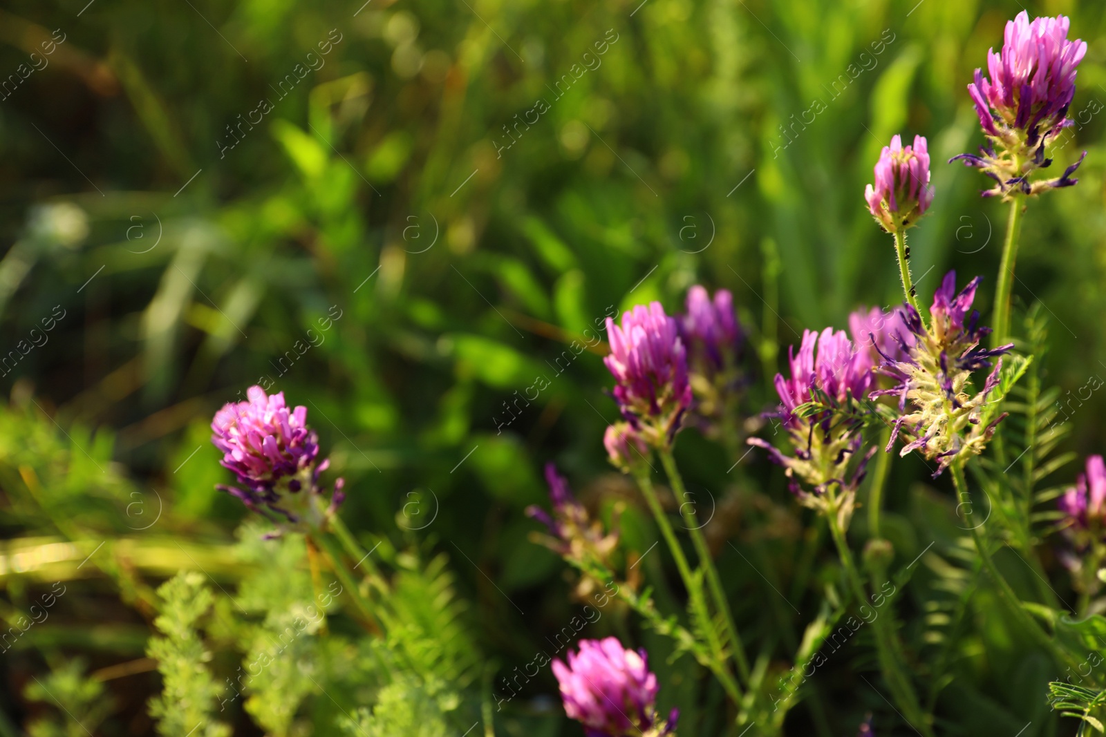 Photo of Beautiful wild flowers outdoors, space for text. Amazing nature in summer