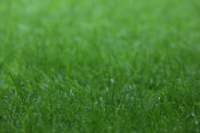 Fresh green grass with water drops growing outdoors in summer, closeup