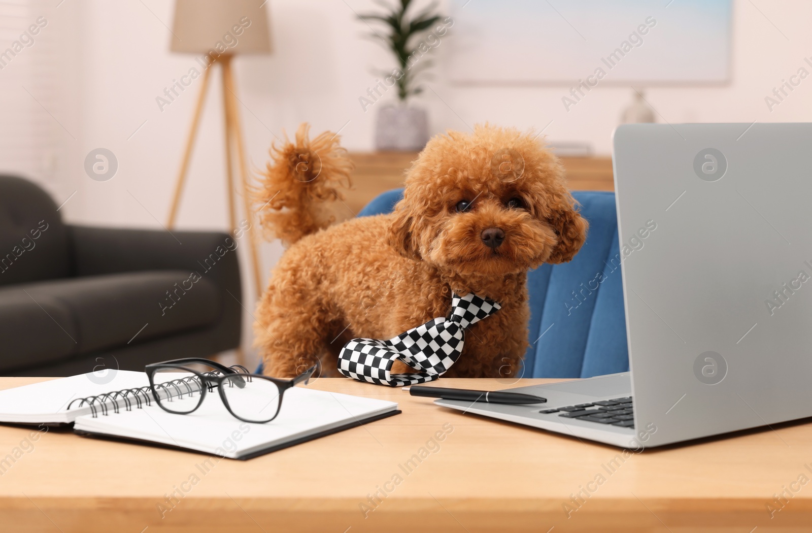 Photo of Cute Maltipoo dog wearing checkered tie at desk with laptop and stationery in room. Lovely pet