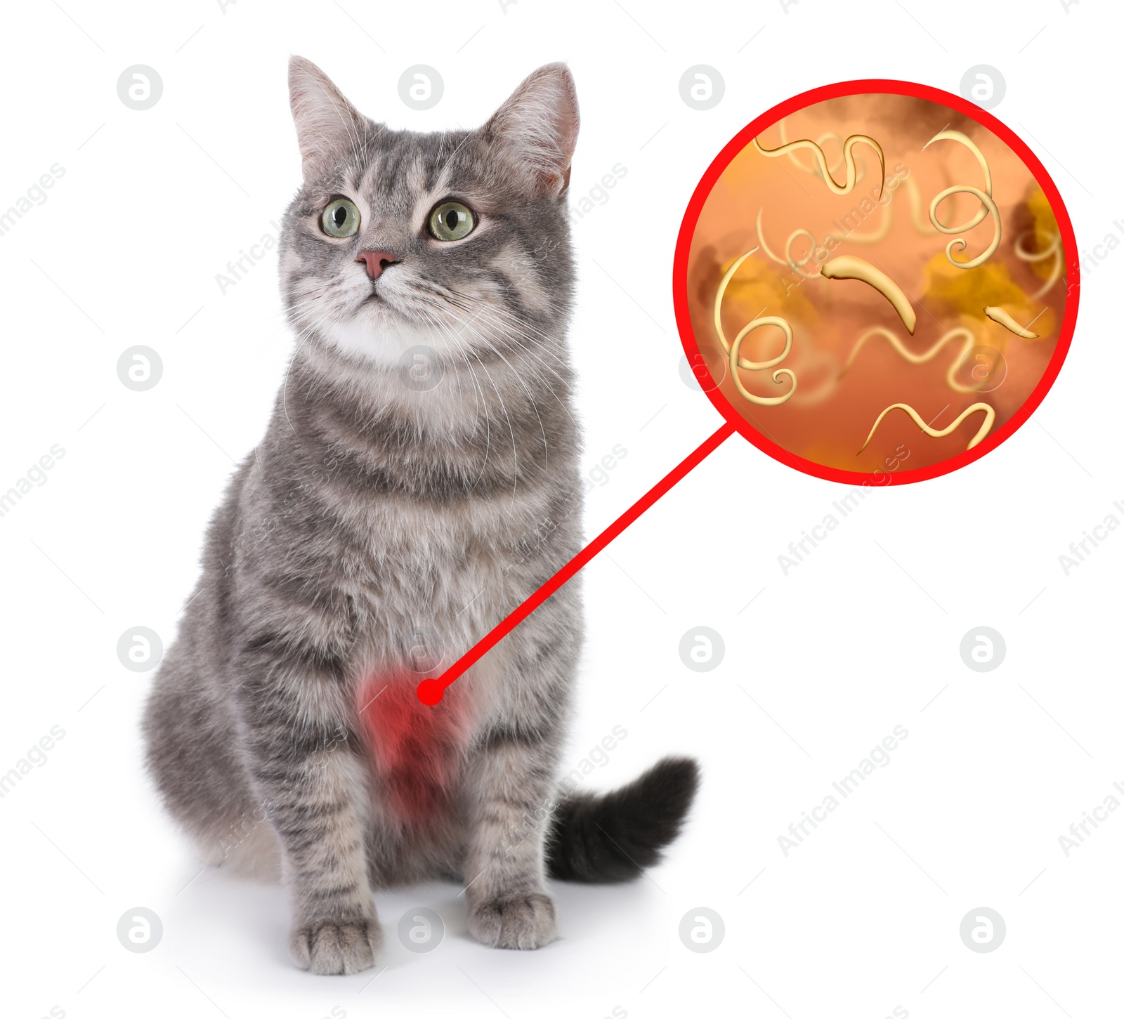 Image of Cute cat and illustration of helminths under microscope on white background. Parasites in animal