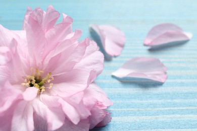 Photo of Beautiful sakura tree blossom and petals on turquoise wooden table, closeup. Space for text
