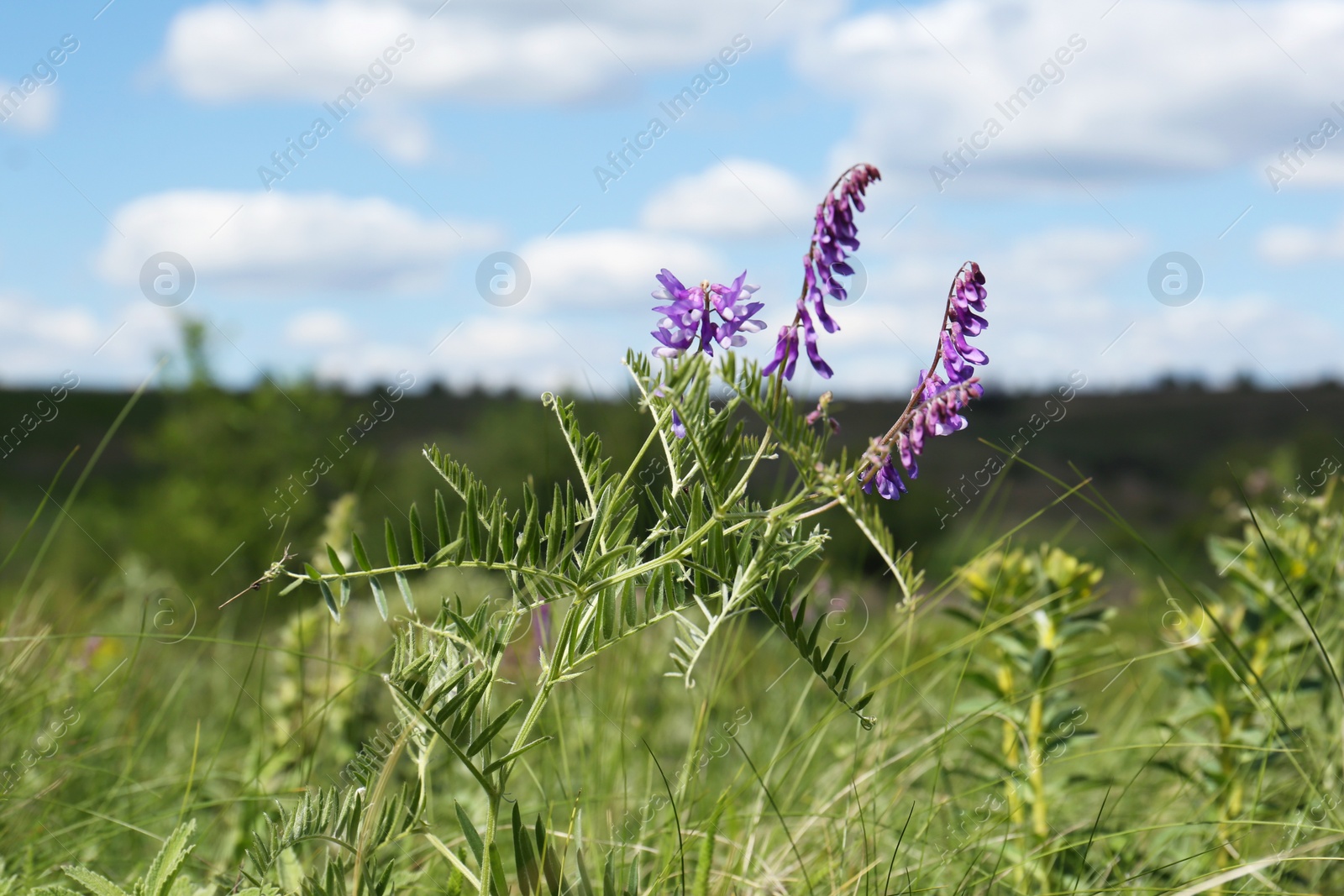 Photo of Beautiful violet wildflower growing in field on sunny day