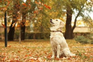 Photo of Funny Labrador Retriever in beautiful autumn park