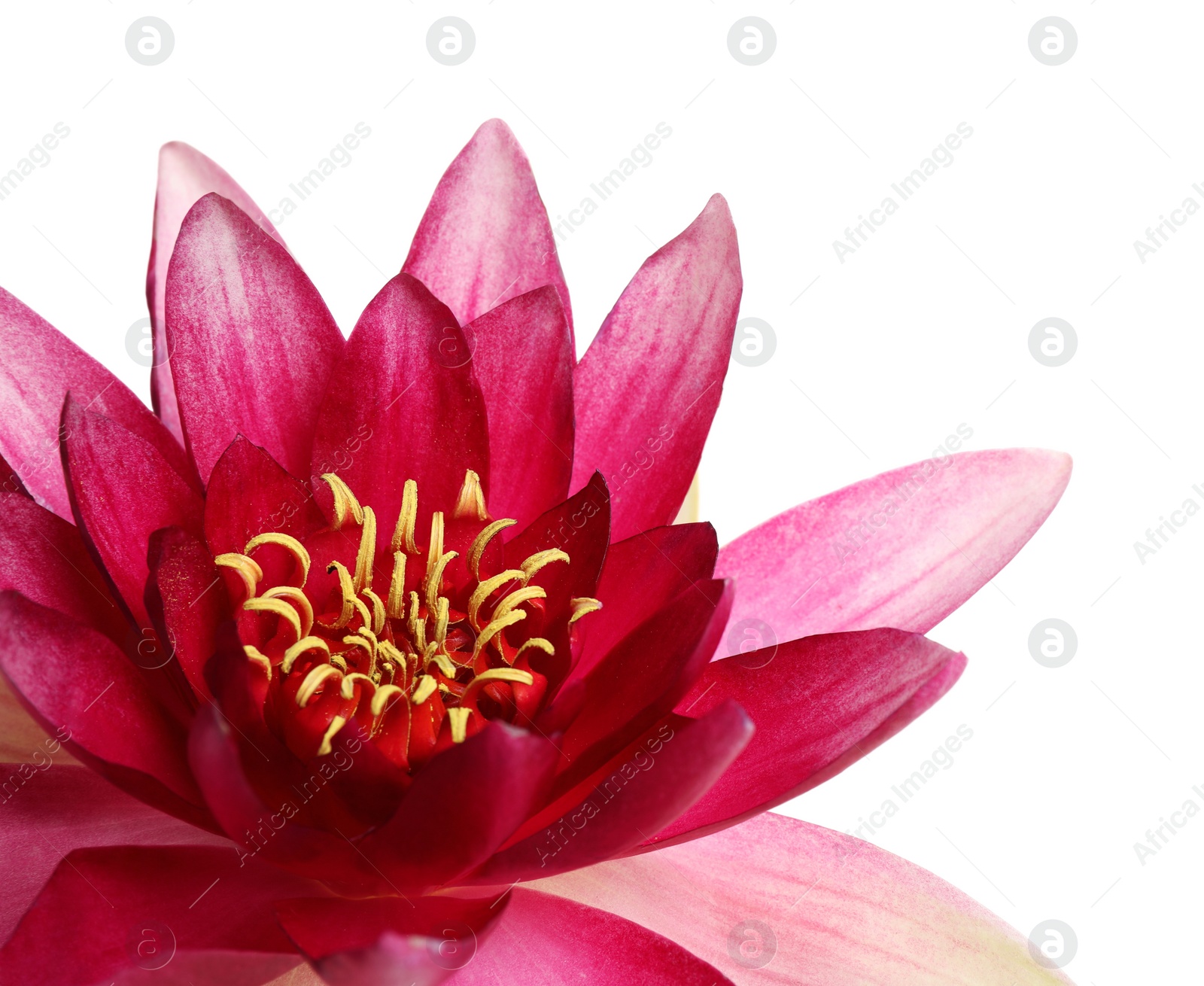 Photo of Beautiful blooming pink lotus flower on white background, closeup