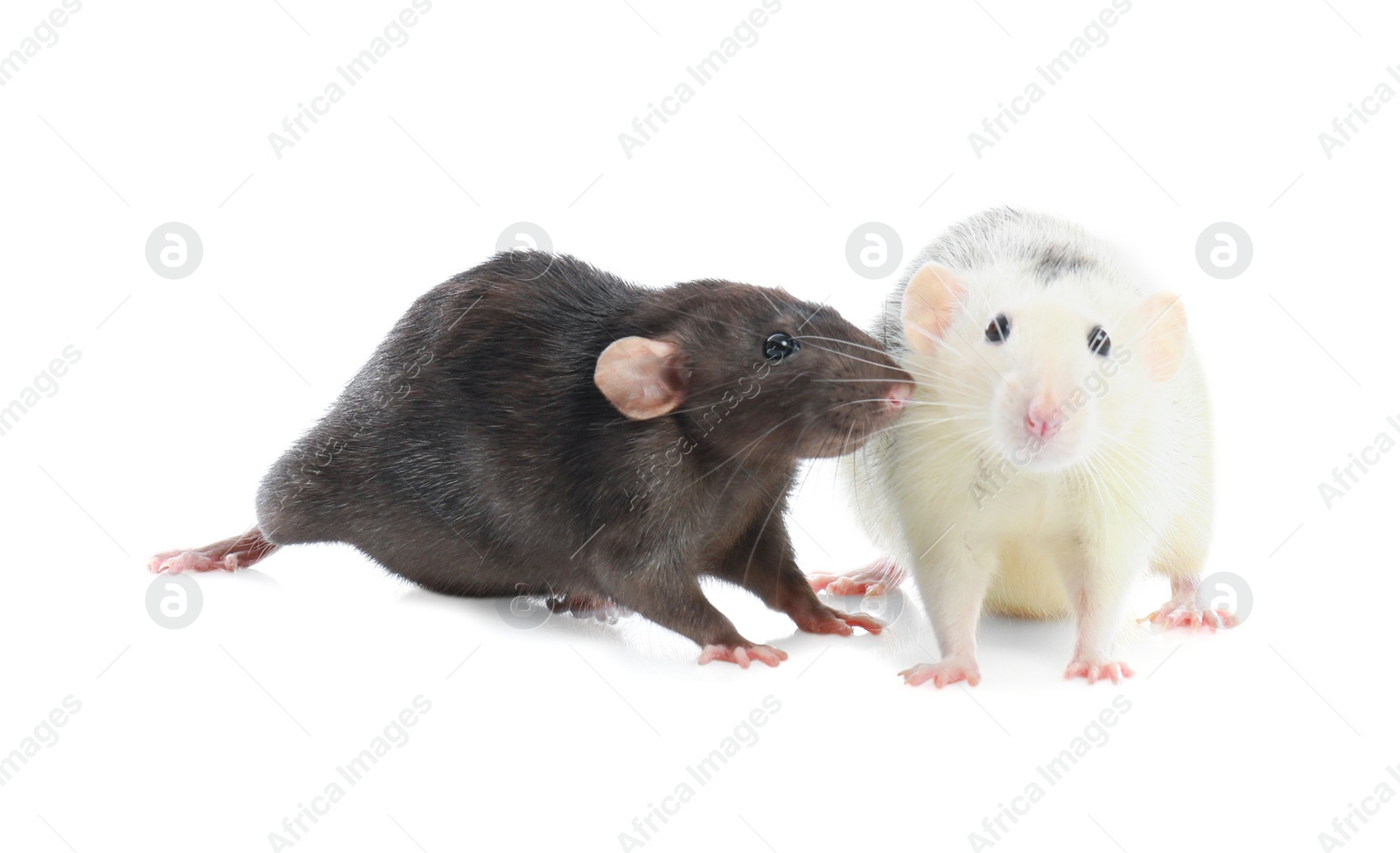 Photo of Cute rats on white background. Small rodent