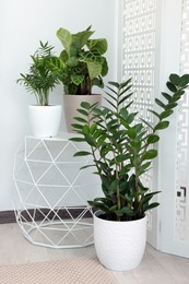Photo of Different beautiful house plants near white wall indoors