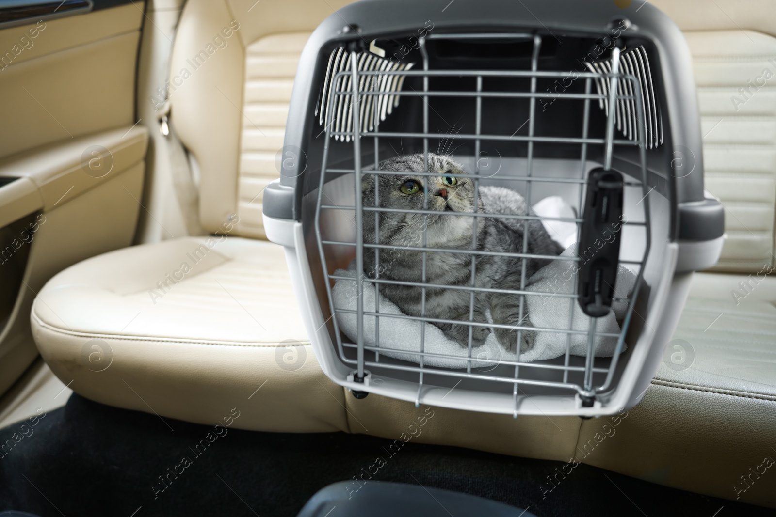 Photo of Cute Scottish fold cat inside pet carrier in car