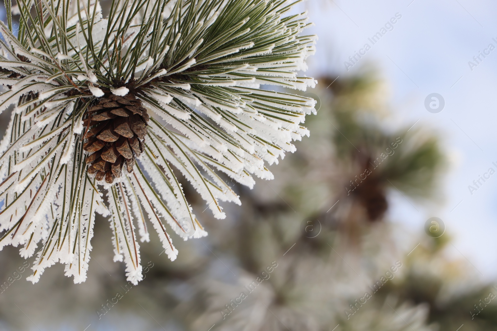 Photo of Conifer tree branch covered with hoarfrost outdoors on winter morning, closeup