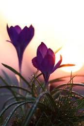 Photo of Fresh purple crocus flowers growing in spring morning at sunrise