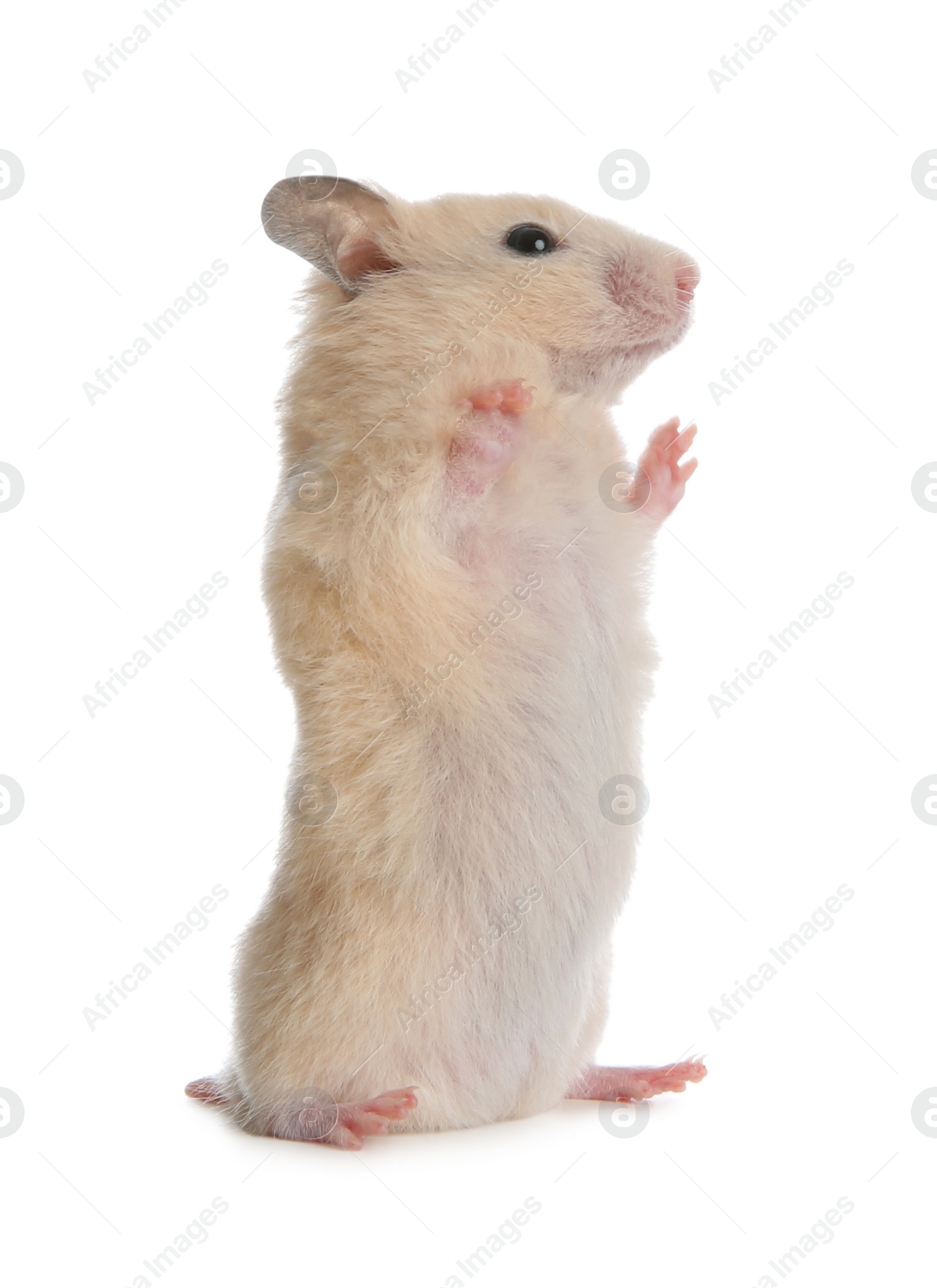 Photo of Adorable Syrian hamster on white background. Small pet