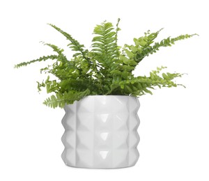 Beautiful fern in pot isolated on white