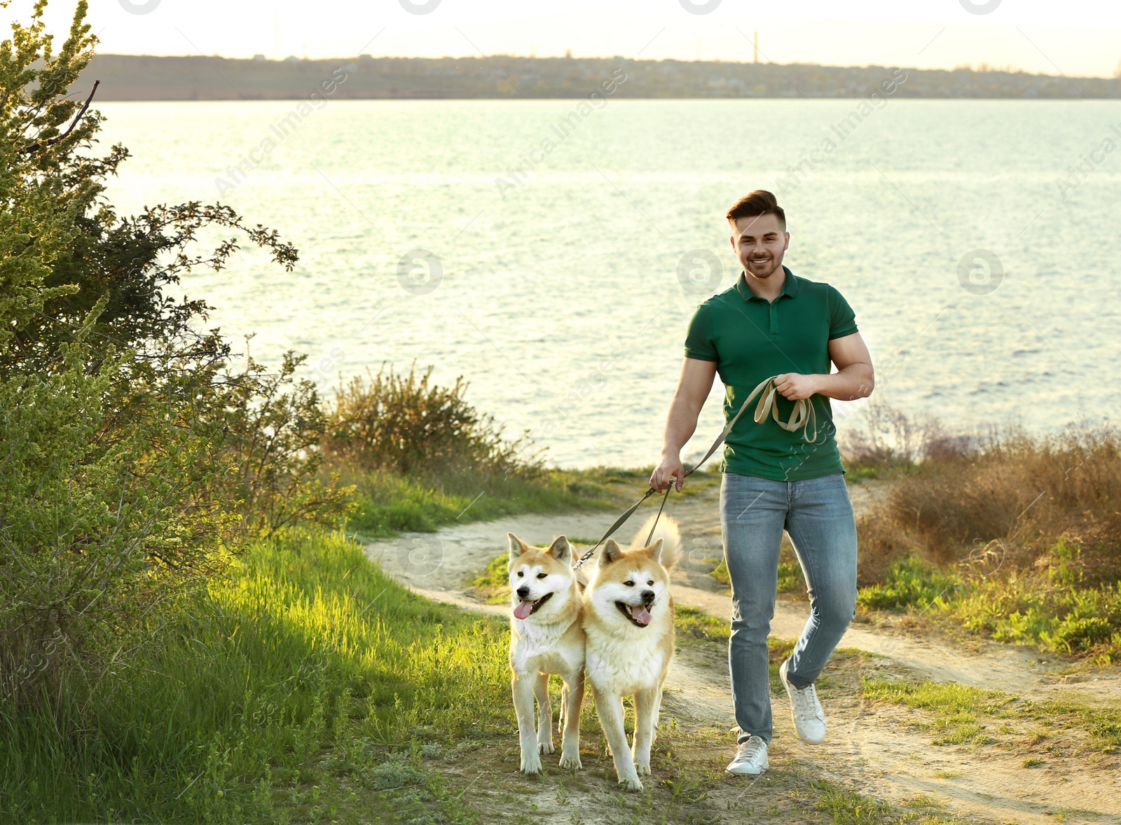 Photo of Young man walking his adorable Akita Inu dogs near river