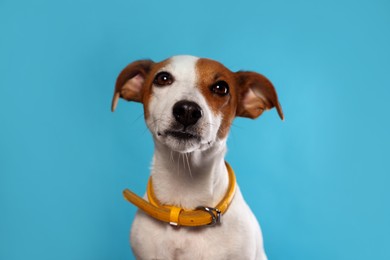 Photo of Adorable Jack Russell terrier with collar on light blue background